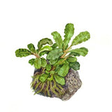 Load image into Gallery viewer, Bucephalandra pygmaea &#39;Wavy Green&#39;