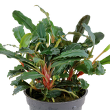 Load image into Gallery viewer, Bucephalandra sp. &#39;Red&#39;