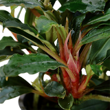 Load image into Gallery viewer, Bucephalandra sp. &#39;Red&#39;