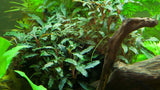 Load image into Gallery viewer, Bucephalandra sp. &#39;Red&#39;