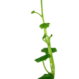 Load image into Gallery viewer, Cardamine lyrata
