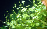 Load image into Gallery viewer, Cardamine lyrata