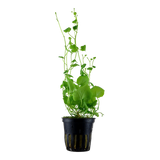 Load image into Gallery viewer, Cardamine lyrata
