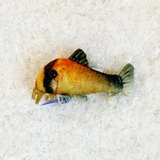 Load image into Gallery viewer, Corydoras Metae Plushie