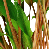 Load image into Gallery viewer, Cryptocoryne Undulata &#39;Broad Leaves&#39;
