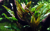 Load image into Gallery viewer, Cryptocoryne Undulata &#39;Broad Leaves&#39;