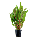 Load image into Gallery viewer, Cryptocoryne Undulata &#39;Broad Leaves&#39;