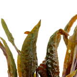 Load image into Gallery viewer, Cryptocoryne Usteriana