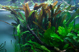 Load image into Gallery viewer, Cryptocoryne Usteriana