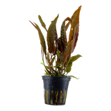 Load image into Gallery viewer, Cryptocoryne Usteriana