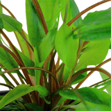 Load image into Gallery viewer, Cryptocoryne wendtii