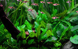 Load image into Gallery viewer, Cryptocoryne wendtii