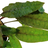 Load image into Gallery viewer, Cryptocoryne Wendtii &#39;Tropica&#39;