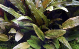 Load image into Gallery viewer, Cryptocoryne Wendtii &#39;Tropica&#39;