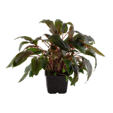 Load image into Gallery viewer, Cryptocoryne Wendtii &#39;Tropica&#39;