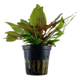 Load image into Gallery viewer, Cryptocoryne Wendtii &#39;Tropica&#39;