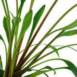 Load image into Gallery viewer, Cryptocoryne x willisii