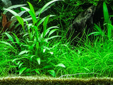 Load image into Gallery viewer, Cryptocoryne x willisii