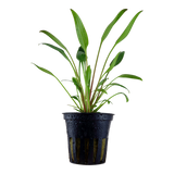 Load image into Gallery viewer, Cryptocoryne x willisii