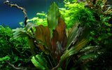 Load image into Gallery viewer, 1-2-Grow! Echinodorus &#39;Reni&#39;