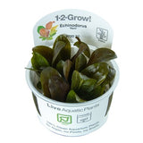 Load image into Gallery viewer, 1-2-Grow! Echinodorus &#39;Reni&#39;