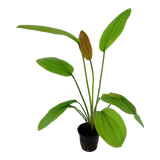 Load image into Gallery viewer, Echinodorus &#39;Rosé&#39;