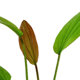 Load image into Gallery viewer, Echinodorus &#39;Rosé&#39;