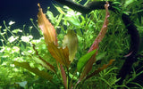 Load image into Gallery viewer, Echinodorus &#39;Rosé&#39;