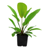 Load image into Gallery viewer, Echinodorus &#39;Rosé&#39;