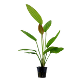 Load image into Gallery viewer, Echinodorus &#39;Rosé&#39;