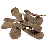 Load image into Gallery viewer, Betta Tropical Almond Leaves, 10-Pack