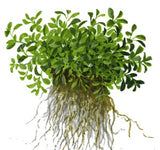Load image into Gallery viewer, Glossostigma Elatinoides