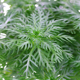 Load image into Gallery viewer, Hottonia palustris