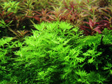 Load image into Gallery viewer, 1-2-Grow! Hottonia palustris