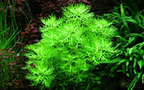 Load image into Gallery viewer, Hottonia palustris