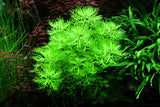 Load image into Gallery viewer, 1-2-Grow! Hottonia palustris