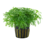 Load image into Gallery viewer, Hottonia palustris