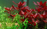 Load image into Gallery viewer, Ludwigia repens &#39;Rubin&#39;