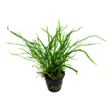 Load image into Gallery viewer, Microsorum pteropus &#39;Trident&#39;