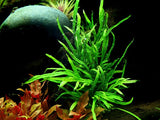 Load image into Gallery viewer, Microsorum pteropus &#39;Trident&#39;