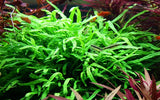 Load image into Gallery viewer, Microsorum pteropus &#39;Trident&#39;