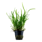 Load image into Gallery viewer, Microsorum pteropus &#39;Trident&#39;