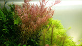 Load image into Gallery viewer, Rotala rotundifolia