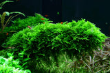 Load image into Gallery viewer, Vesicularia Montagnei &#39;Christmas&#39;