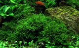 Load image into Gallery viewer, Vesicularia Montagnei &#39;Christmas&#39;