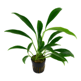 Load image into Gallery viewer, Anubias barteri var. glabra