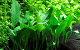 Load image into Gallery viewer, Anubias barteri var. glabra